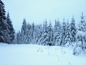 2001.12.15 14.50.20.jpg